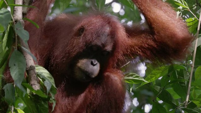 a close up of a female orangutan eating a white fruit in the rainforest of gunung leuser national park on sumatra, indonesia