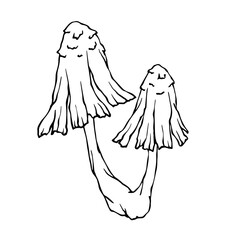 Linear sketch of a toadstool mushroom.Vector graphics.