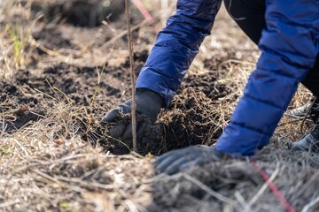 Person wearing a pair of gardening gloves carefully planting a young tree sapling in the ground