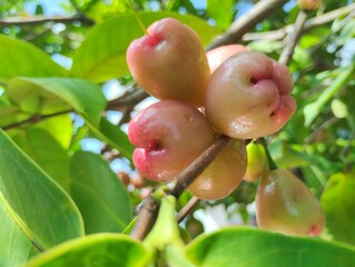 Ripe Water Apples on Branch