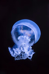 Une m&eacute;duse &eacute;lectrique et v&eacute;n&eacute;neuse en mer.
