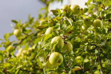 Green apples hanging from a tree branch in a sunlit garden. Close-up. Selective focus. Blurred background.