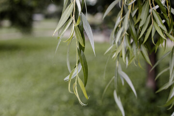 Fresh green leaves with water drops. Wet willow leaves after rain. Raindrops on a willow leaf. Leaves with water droplets.