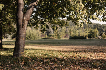 Rough texture of a tree trunk in a park on a background of green grass and trees. Beautiful meadow with green grass in a large public park.
