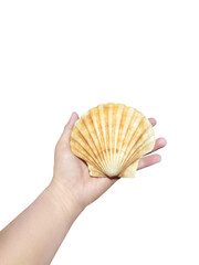 Close up of sea shells in hands isolated on white background.