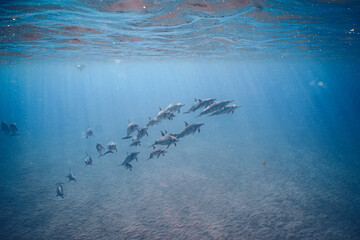 Wild Hawaiian Spinner Dolphins swimming in the beautiful blue ocean off the Hawaiian Coastline 