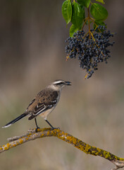 White banded Mockingbird, Patagonia, Argentina