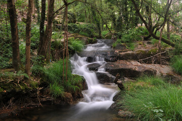 Small river among trees and vegetation, with small waterfall, motion blur