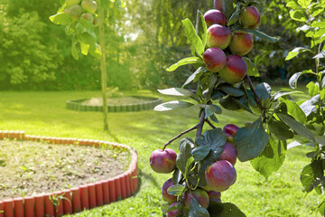 A branch of a plum tree with large plum fruits in a garden filled with sun. A bountiful harvest
