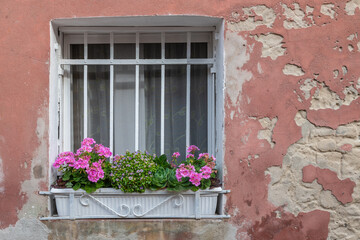 Fenster mit Blumenstock in Venedig