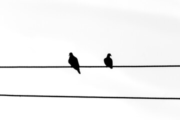 Silhouette of two birds on the wire with the sunset background