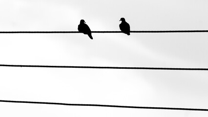 Silhouette of two birds on the wire with the sunset background - Powered by Adobe