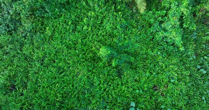 Pandan leaf plants grow in tropical forest