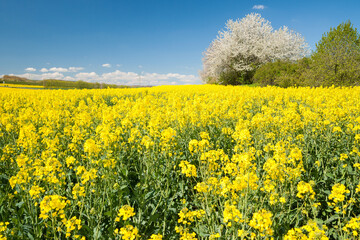 rape field in sunshine with a flowering tree in background