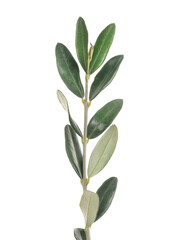 Young branch olive, green leaves isolated on white, clipping path