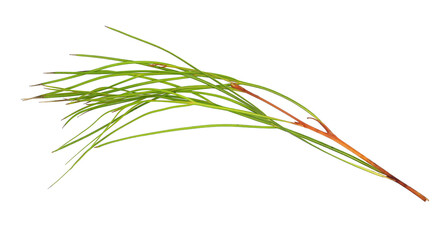 Pine branch isolated on white background, top view