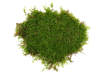 Green moss piece isolated on white background, top view