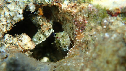 Fototapeta na wymiar Combtooth blenny Parablennius incognitus undersea, Aegean Sea, Greece, Halkidiki