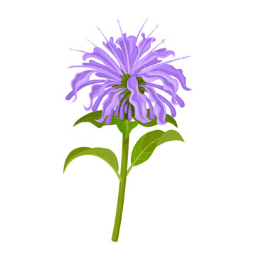 Vector illustration, Monarda fistulosa, wild bergamot or bee balm, isolated on white background.