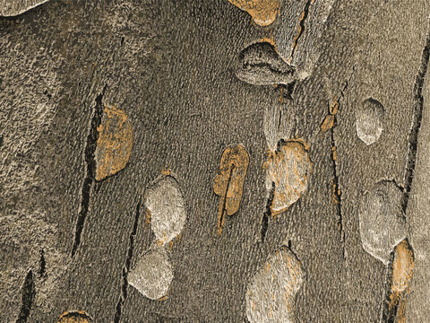 Vector illustration of the texture of the bark of an oriental plane tree or Platanus orientalis in Latin. Natural military background.