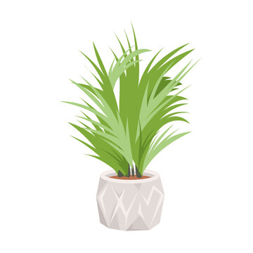 Green plant in pot vector illustration. Cartoon isolated leaves of Kentia palm in vase for indoor interior decoration of office and home room or garden, exotic summer houseplant in ceramic flowerpot