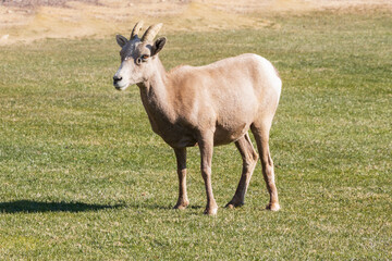 Bighorn sheep standing in grassy area