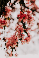 Japanese Cherry Blossoms in bloom 