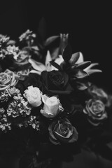white rose on black background