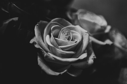 Black & white roses