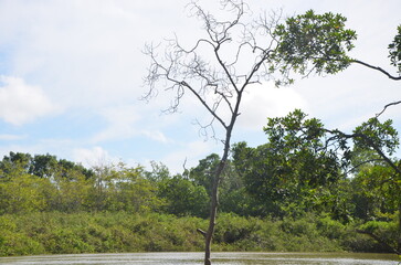 manguezal Piauí 