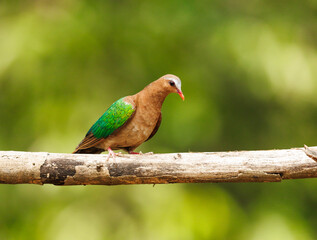 Asian Emerald Dove perched on a branch