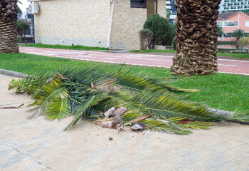 Work of landscaping services. Cut leaves on the sidewalk in the park. Gardener's work. Pruning bushes and branches in winter.