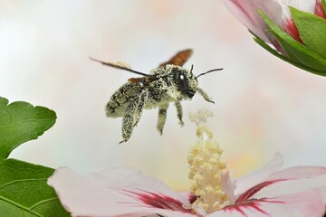 Violet carpenter bee (Xylocopa violacea) covered with pollen in flight on the flower of a hibiscuses (Hibiscus), macro photo