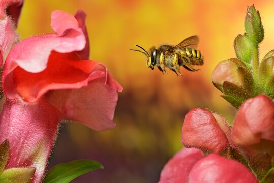 European wool carder bee (Anthidium manicatum) in flight at the flower of the large snapdragon (Antirrhinum majus), macro photo