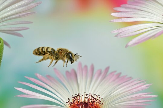 Sweat bee (Halictus scabiosae) in flight at the flowers of the ice plant (Dorotheanthus), macro photo