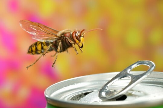 European hornet (Vespa crabro) in flight at a can of lemonade, macro shot