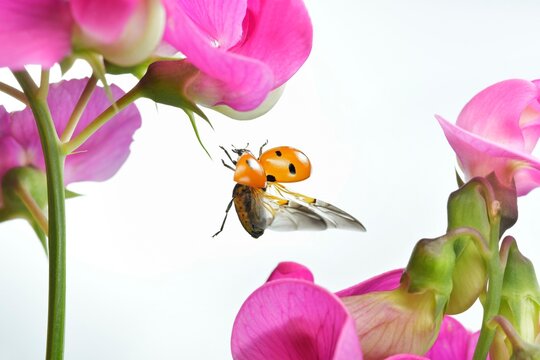 Seven-spott ladybird (Coccinella septempunctata) in flight at the flower of a perennial peavine (Lathyrus latifolius), macro photo
