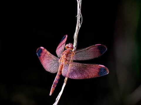 Red dragonfly (Neurothermis fulvia) against a dark background, Himalaya, Nepal, Asia