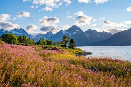 Flower field on the coast of the Lyngenfjord, blooming sally (Epilobium angustifolium), Fjord with mountains, Lyngen Alps, Lyngen, Troms og Finnmark, Norway, Europe