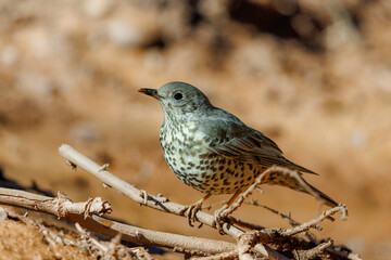 Mistle Thrush perched near a watering hole