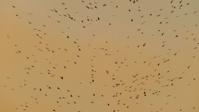 Birds flying 4K background. A flock of wild birds flies in slow motion. Freedom concept footage. 