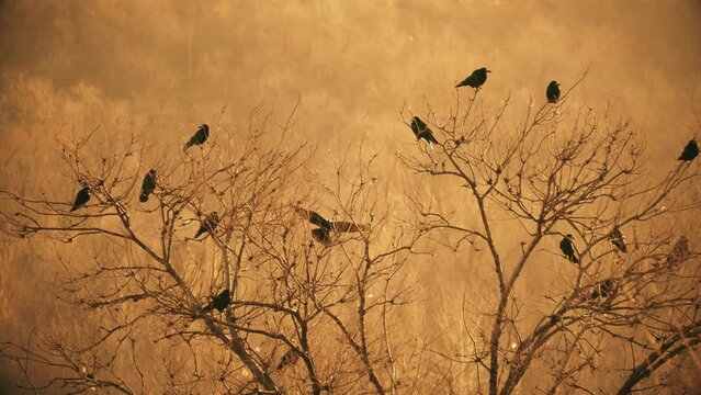 A flock of ravens take off from a tree in slow motion. Wildlife birds footage 4K. Cinematic background with a flock of crows.