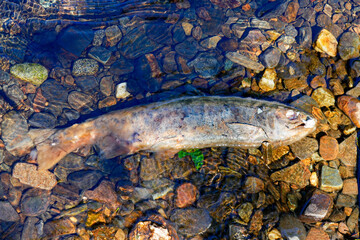 Dead body of a chinook salmon stranded on the banks of the Ketchikan Creek. It died of exhaustion while swimming against the current to go spawn where it was born