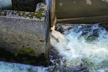 Salmon jumping up into the fish ladder built along the Ketchikan Creek to help salmons to swim...