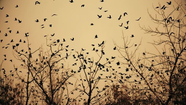 Wild birds fly over the trees at sunset slow motion. Wildlife footage 4K.