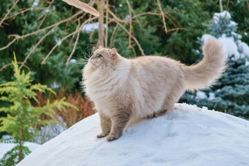 Cat of the Neva masquerade with blue eyes in the snow.