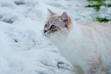 Cat of the Neva masquerade with blue eyes in the snow.