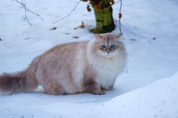 Cat of the Neva masquerade with blue eyes in the snow.