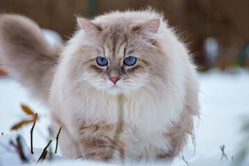 Cat of the Neva masquerade with blue eyes in the snow.
