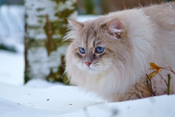 Cat of the Neva masquerade with blue eyes in the snow.